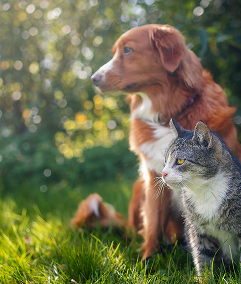 Bien choisir son animal de compagnie
