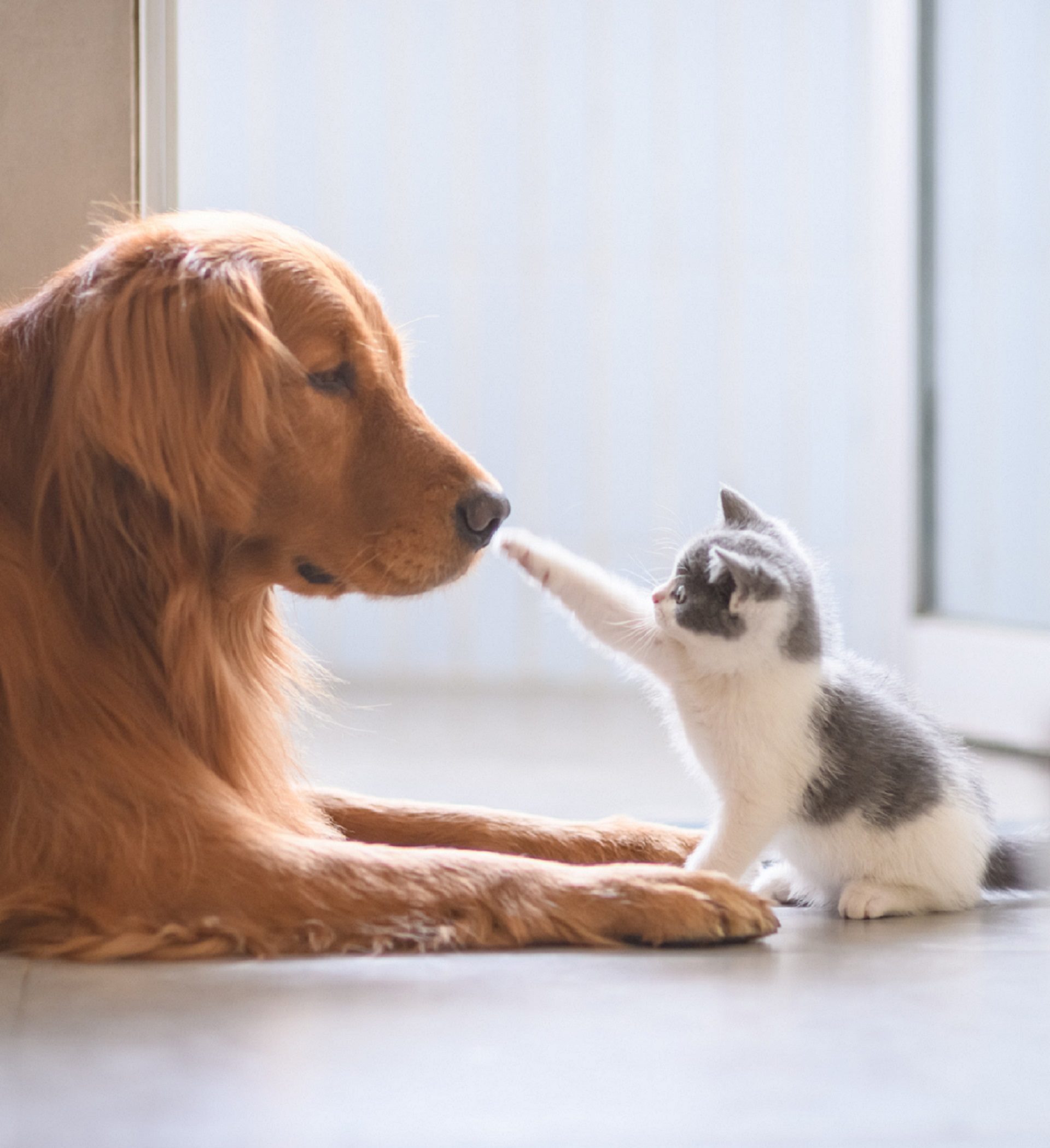 chien et chat Garde d’animaux à domicile près de Montpellier